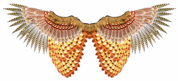 FOR-81045 / NON-FEATHERED OWL WINGS